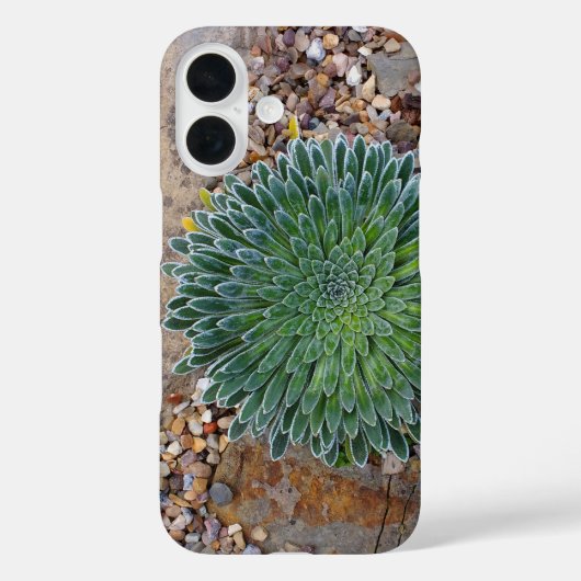 多肉の砂漠の植物 Case-Mate iPhoneケース (裏面)