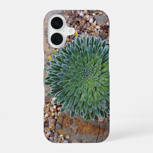 多肉の砂漠の植物 iPhone 16ケース (裏面)