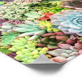 多肉カラフル園 ポスター (角)