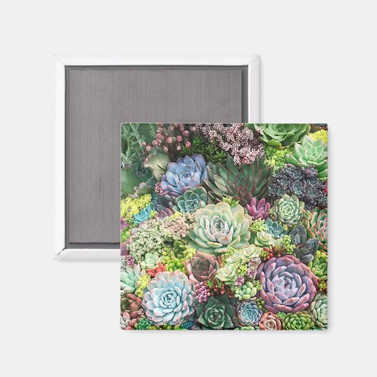 多肉カラフル園 マグネット (正面/裏面)