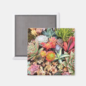 多肉化カラフル磁石 マグネット (正面/裏面)