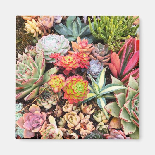 多肉化カラフル磁石 マグネット (正面)