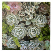 多肉園1 タイル (正面)