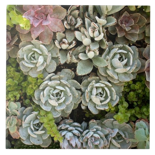 多肉園1 タイル (正面)