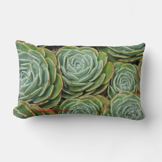 多肉多肉サイド2! ランバークッション (正面)