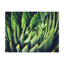 多肉性のポキー