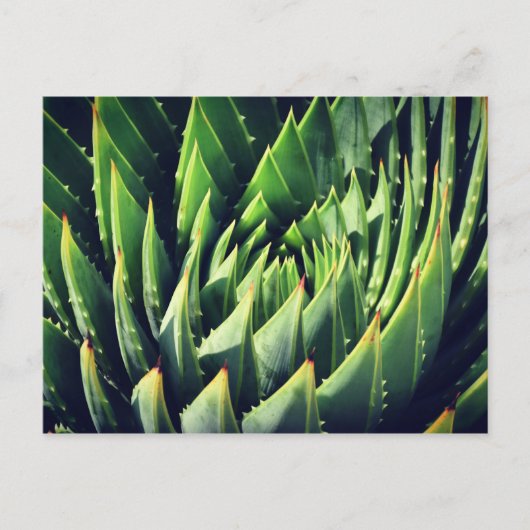 多肉性のポキー ポストカード (正面)