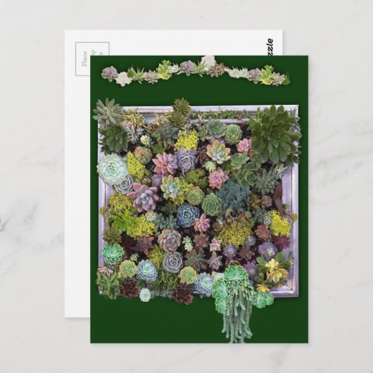 多肉性ガーデンデザイン ポストカード (正面/裏面)