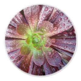 多肉性セラミックプル セラミックノブ