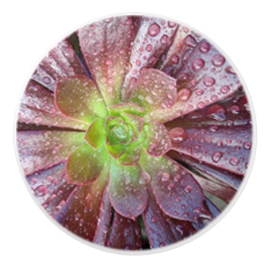 多肉性セラミックプル セラミックノブ (正面)