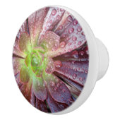 多肉性セラミックプル セラミックノブ (右)