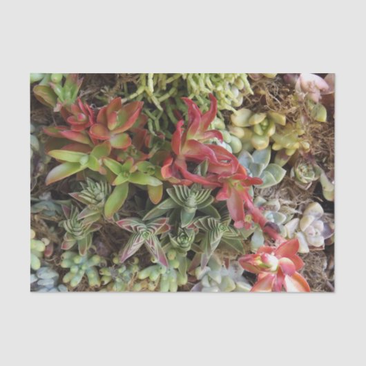 多肉性ティッシュペーパー 薄葉紙 (正面)