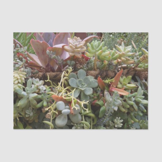 多肉性ティッシュペーパー 薄葉紙 (正面)