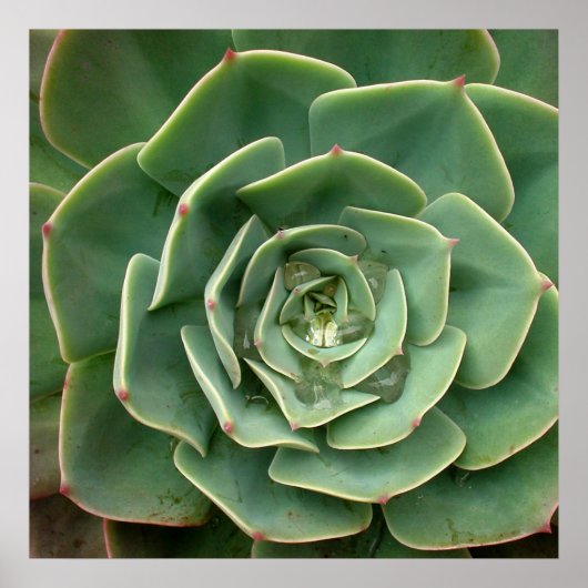 多肉性プリント2 ポスター (正面)