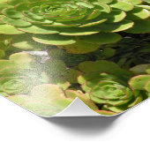 多肉性プリント フォトプリント            (角)