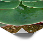 多肉性プリント ポスター (角)