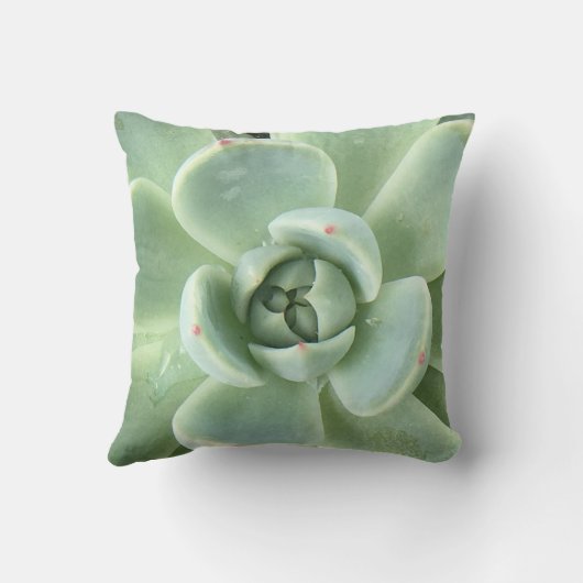 多肉性空腸 クッション (裏面)