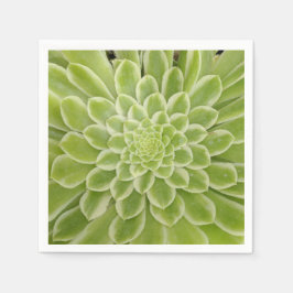 多肉性紙ナプキン スタンダードカクテルナプキン