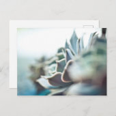 多肉性虚血 ポストカード (正面/裏面)