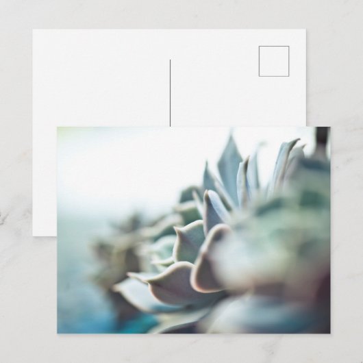 多肉性虚血 ポストカード (正面/裏面)