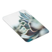 多肉性虚血 マグネット (右側)