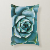 多肉接写 アクセントクッション (正面(垂直))