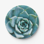 多肉接写 ペーパープレート (正面)