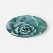 多肉接写 ペーパープレート (アングル)