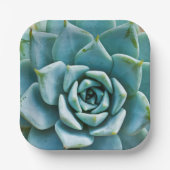 多肉接写 ペーパープレート (正面)