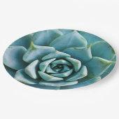 多肉接写 ペーパープレート (アングル)