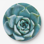 多肉接写 ペーパープレート (正面)