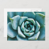 多肉接写 ポストカード (正面/裏面)