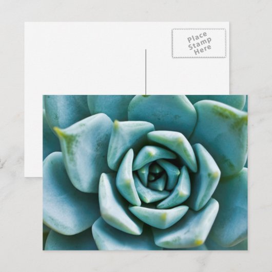 多肉接写 ポストカード (正面/裏面)