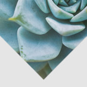 多肉接写 薄葉紙 (詳細)