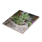 多肉植物とカメレオン植物 タイル (側面)