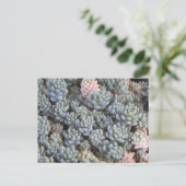 多肉植物の絵はがき ポストカード (スタンド正面)