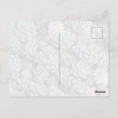 多肉植物の絵はがき ポストカード (裏面)