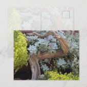 多肉植物の絵葉書 ポストカード (正面/裏面)