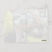 多肉植物の絵葉書 ポストカード (裏面)
