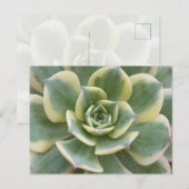 多肉植物の絵葉書 ポストカード (正面/裏面)