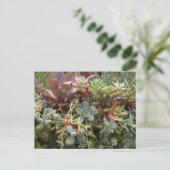 多肉植物の絵葉書 ポストカード (スタンド正面)