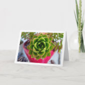 多肉植物の肖像 カード (正面)