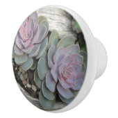 多肉植物の陶器ノブ セラミックノブ (右)