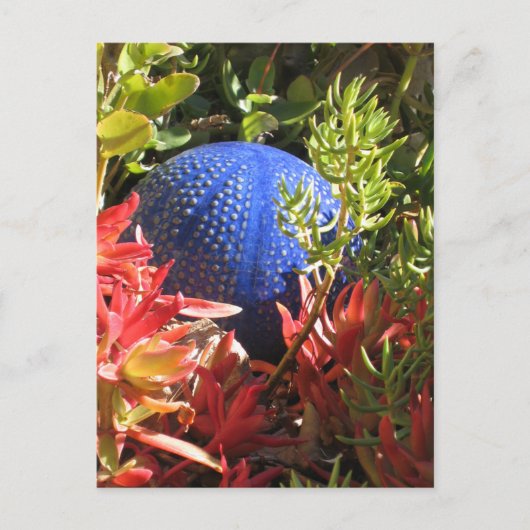 多肉植物ガーデン空白のハガキ ポストカード (正面)