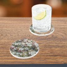 多肉植物フローラ