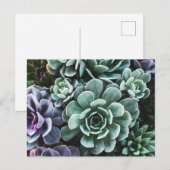 多肉植物自然 ポストカード (正面/裏面)