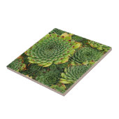 多肉植物装飾陶磁器タイル タイル (側面)