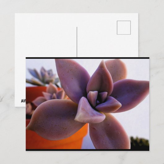 多肉植物 ゴーストプラントのクローズアップ ポストカード (正面/裏面)