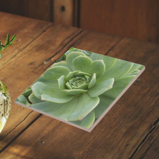 多肉植物 センペルビブムの花 タイル