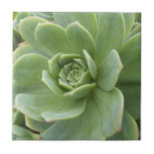 多肉植物 センペルビブムの花 タイル (正面)